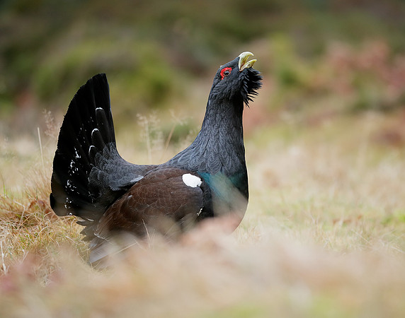 Capercaillie Tetrao urogallus