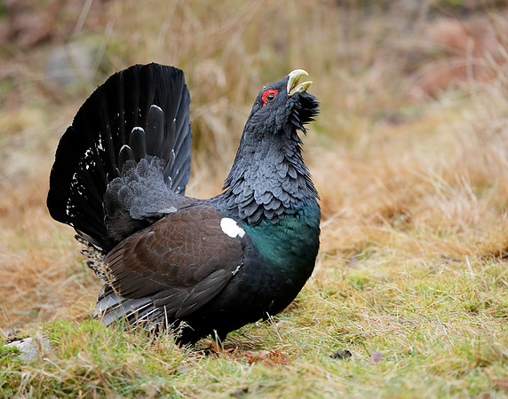 Capercaillie Tetrao urogallus
