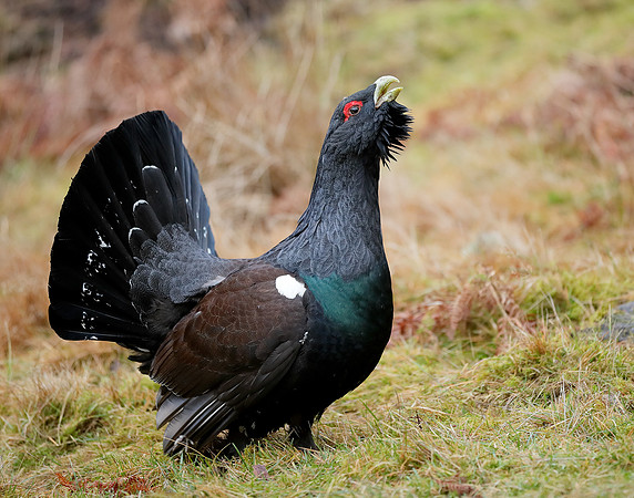 Capercaillie Tetrao urogallus