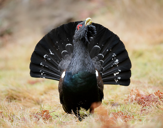 Capercaillie Tetrao urogallus