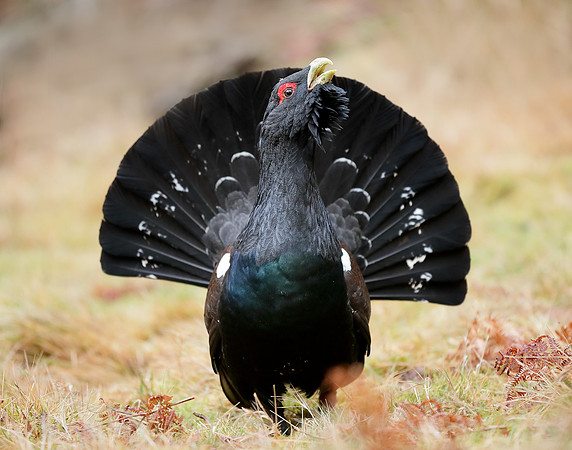 Capercaillie Tetrao urogallus