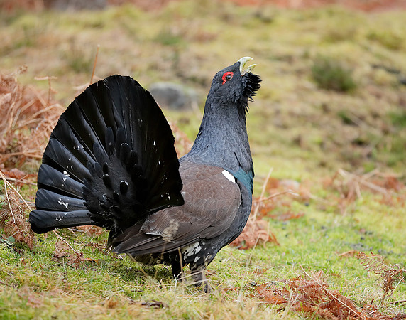 Capercaillie Tetrao urogallus