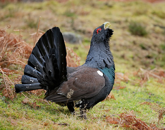 Capercaillie Tetrao urogallus