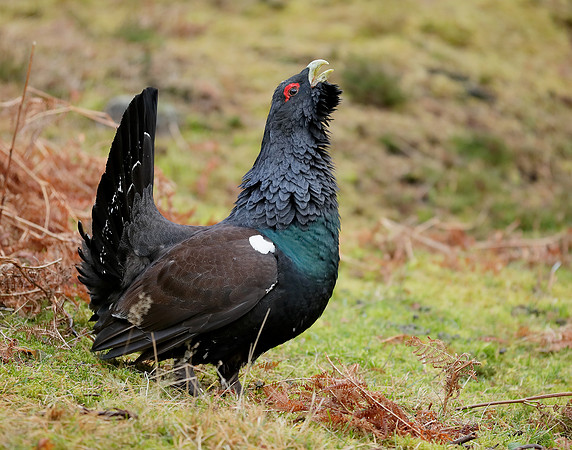 Capercaillie Tetrao urogallus