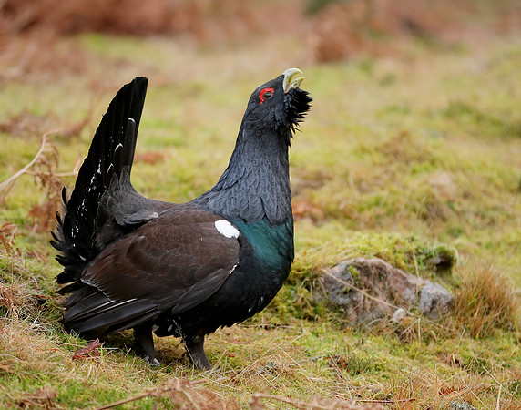 Capercaillie Tetrao urogallus