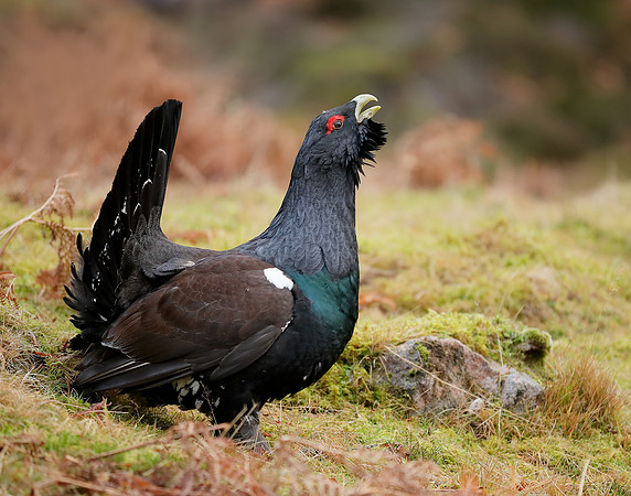 Capercaillie Tetrao urogallus