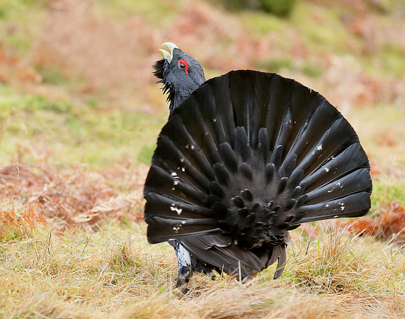 Capercaillie Tetrao urogallus