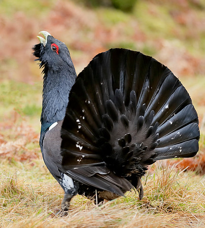 Capercaillie Tetrao urogallus