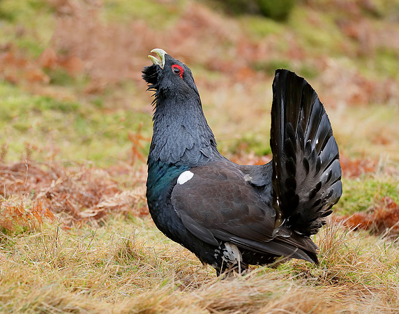 Capercaillie Tetrao urogallus