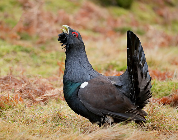 Capercaillie Tetrao urogallus