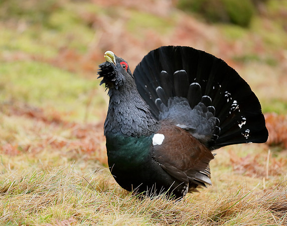 Capercaillie Tetrao urogallus