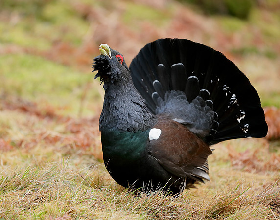Capercaillie Tetrao urogallus