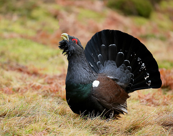Capercaillie Tetrao urogallus