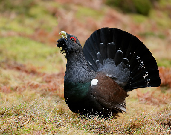 Capercaillie Tetrao urogallus