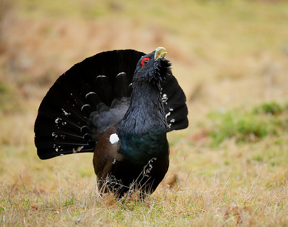 Capercaillie Tetrao urogallus