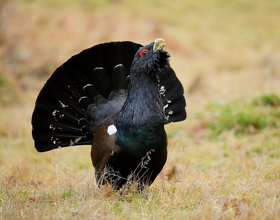 Capercaillie Tetrao urogallus