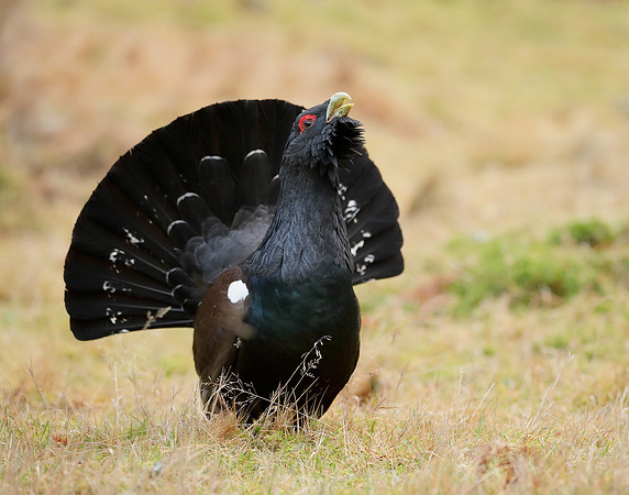 Capercaillie Tetrao urogallus