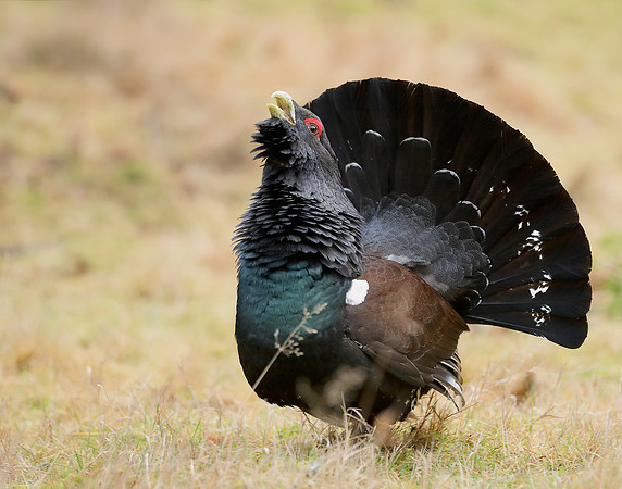 Capercaillie Tetrao urogallus