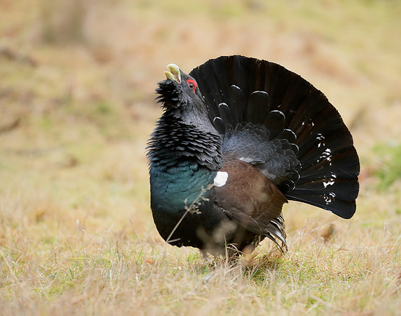 Capercaillie Tetrao urogallus