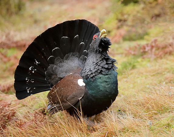 Capercaillie Tetrao urogallus