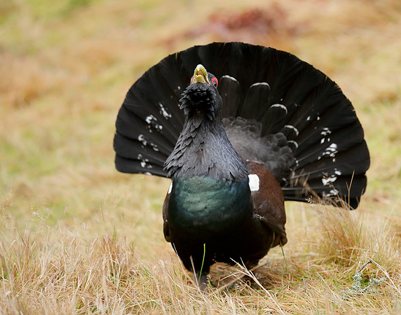 Capercaillie Tetrao urogallus