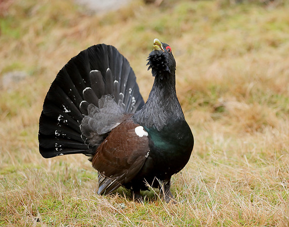 Capercaillie Tetrao urogallus