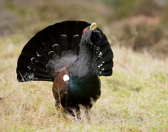Capercaillie Tetrao urogallus