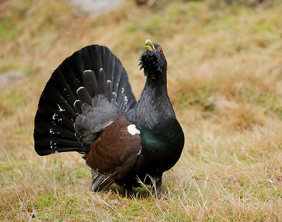Capercaillie Tetrao urogallus