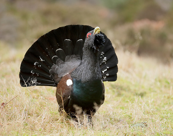 Capercaillie Tetrao urogallus