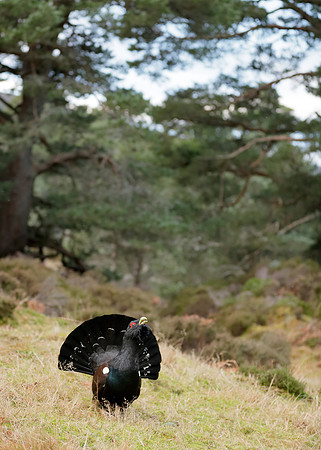 Capercaillie Tetrao urogallus
