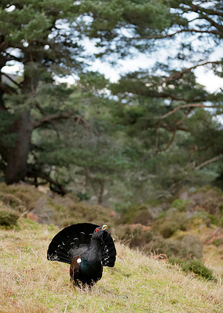Capercaillie Tetrao urogallus
