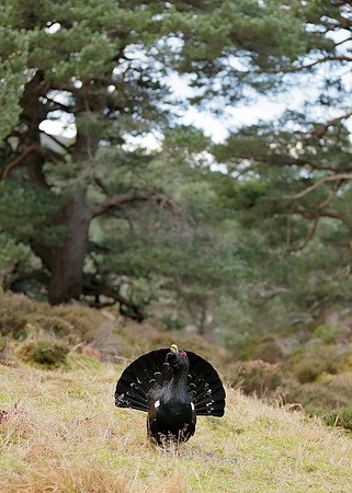 Capercaillie Tetrao urogallus