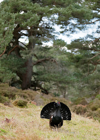 Capercaillie Tetrao urogallus