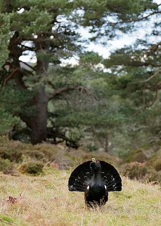 Capercaillie Tetrao urogallus