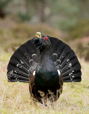 Capercaillie Tetrao urogallus