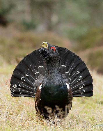Capercaillie Tetrao urogallus