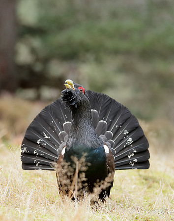 Capercaillie Tetrao urogallus