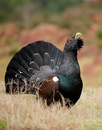 Capercaillie Tetrao urogallus