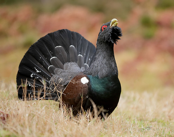 Capercaillie Tetrao urogallus