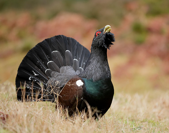 Capercaillie Tetrao urogallus