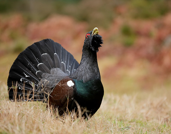Capercaillie Tetrao urogallus