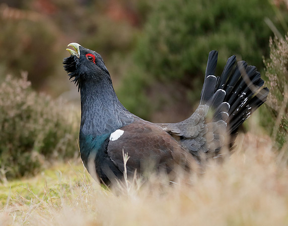 Capercaillie Tetrao urogallus