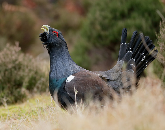 Capercaillie Tetrao urogallus