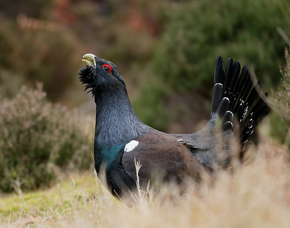 Capercaillie Tetrao urogallus
