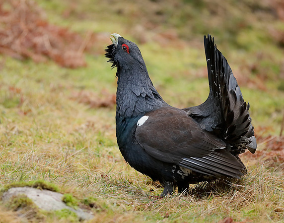 Capercaillie Tetrao urogallus