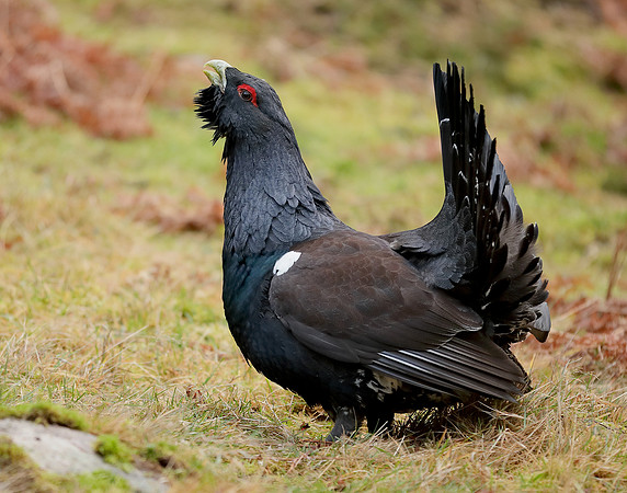 Capercaillie Tetrao urogallus