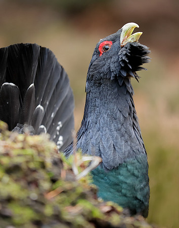 Capercaillie Tetrao urogallus
