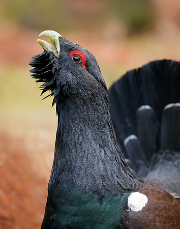 Capercaillie Tetrao urogallus