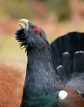 Capercaillie Tetrao urogallus