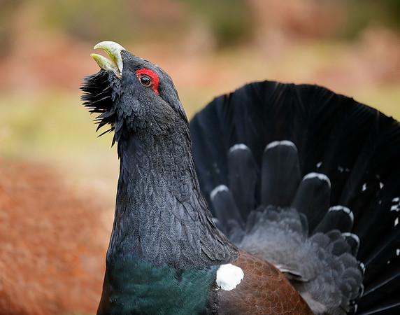 Capercaillie Tetrao urogallus